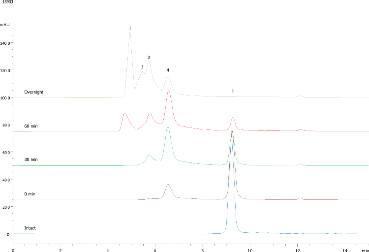 PEGylated L-Chymotrypsinogen A (N-Terminal PEG 20KDa) on BioSep2000 (2)