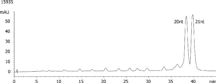 20nt (n-1) from 21nt (n) RNA Oligo-RP Purification