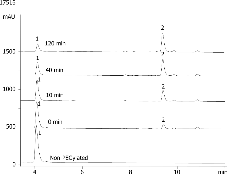 PEGylated 1-7 fragment peptide Substance P on Jupiter® 300 C4 5µm, reaction at different time-points