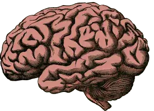 brain