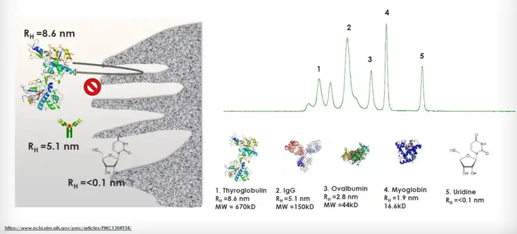 Gel Filtration Chromatography