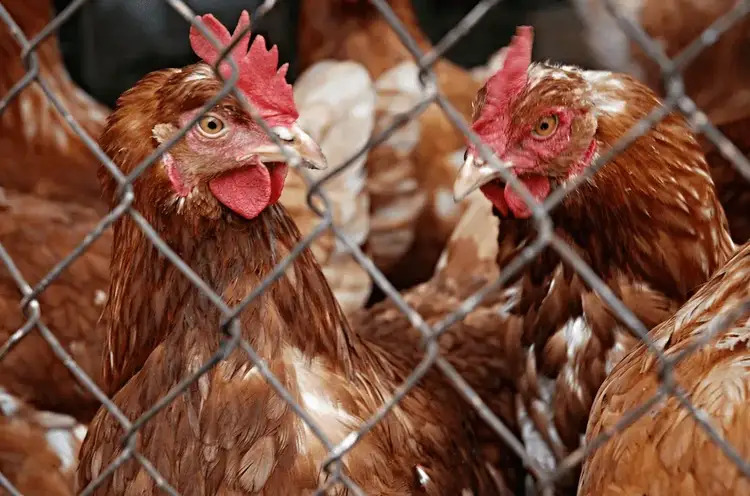 Chicken