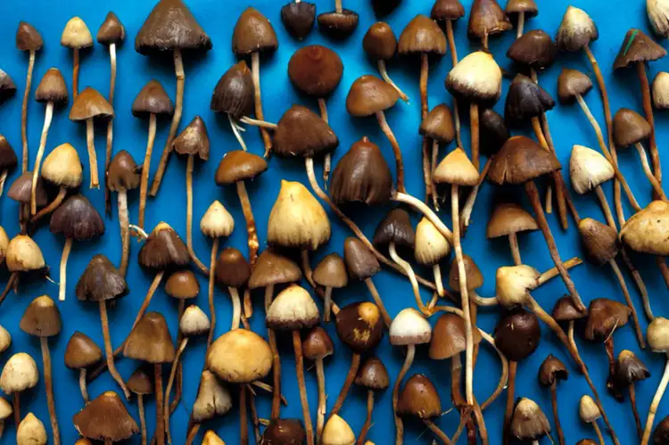 Magic mushrooms