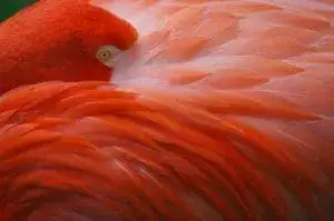Astaxanthin