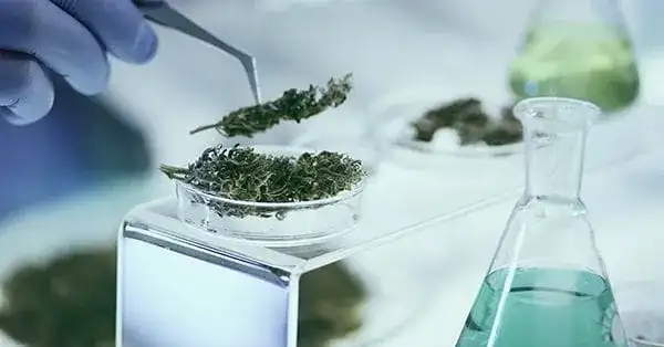 Marijuana social