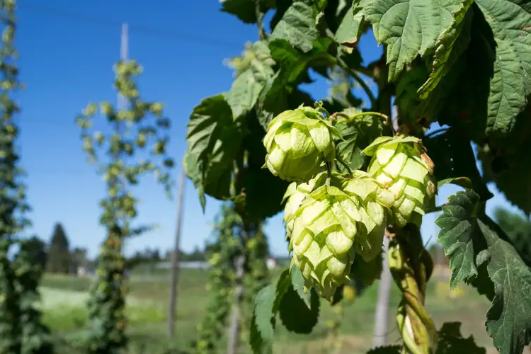 hops