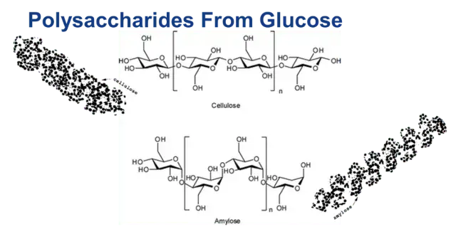 Cellulose and Amylose Structure