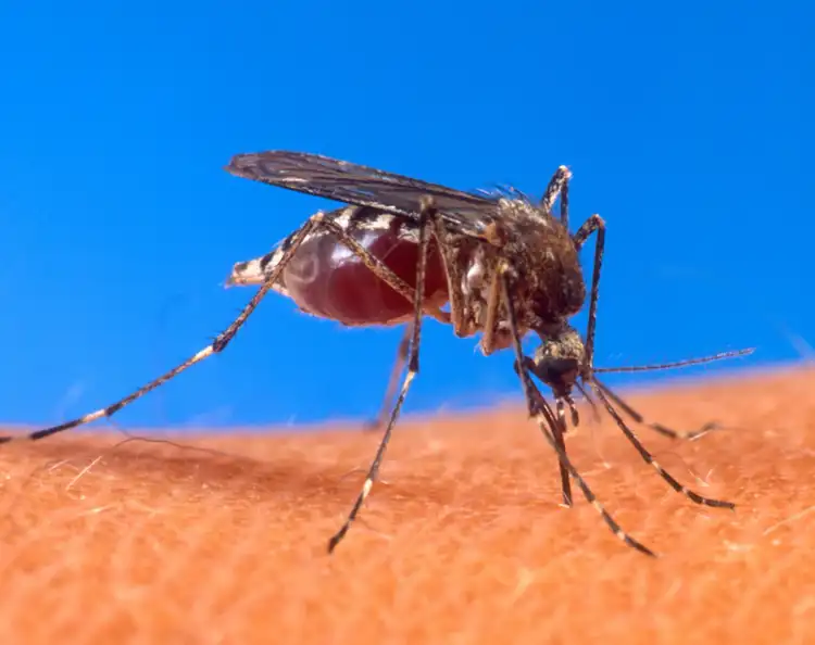Mosquitoooo