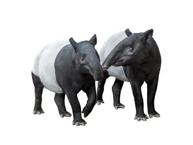 Tapir