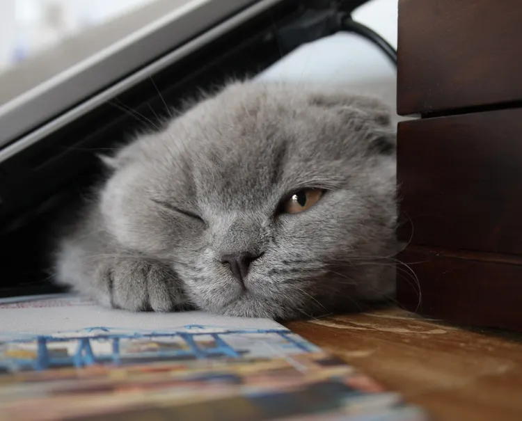 pretty litter sad cat