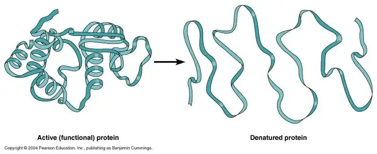 Active functional protein vs denatured protein