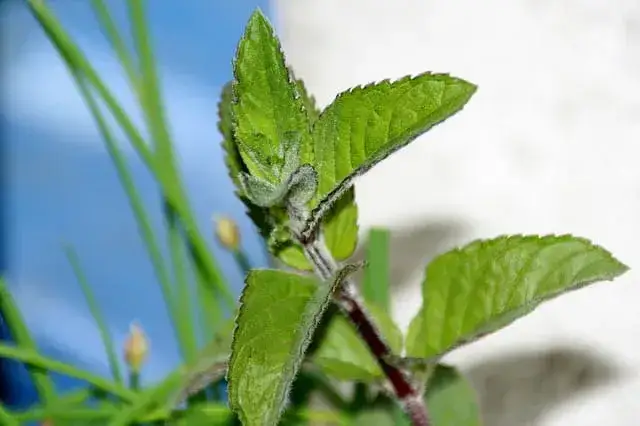 Peppermint