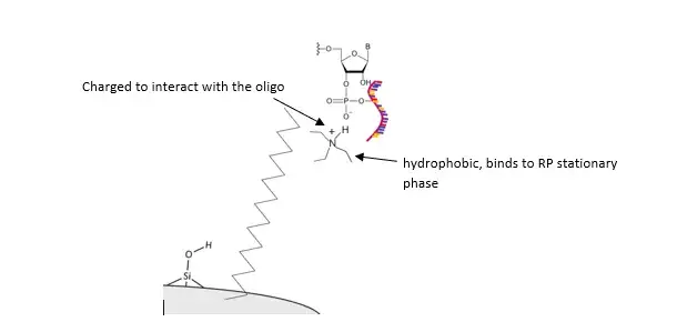 Synthetic oligonucleotides