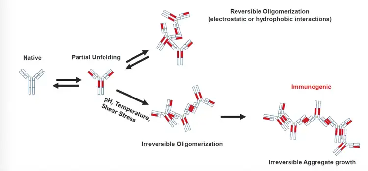 Reversible oligomerization