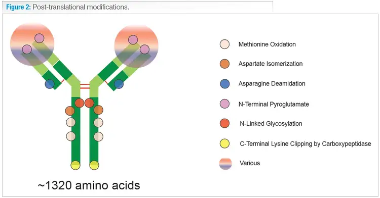 Analyzing proteins