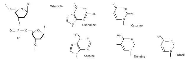 Oligonucleotide2