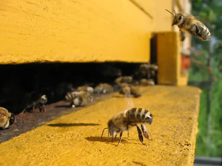 Disappearing bees colony collapse syndrome