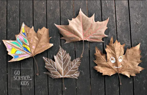 Leaf tracing