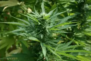 Marijuana