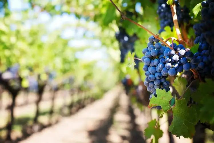 Smokey grapes