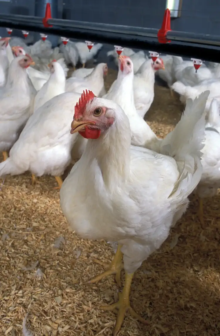 Broilerchickens