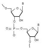 oligonucleotides