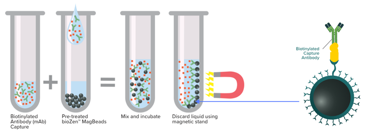 Magbeads Activation - Phenomenex
