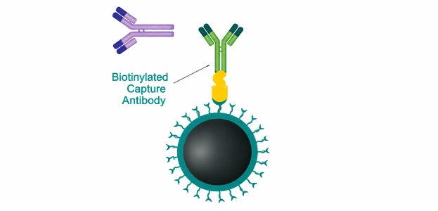 Magnetic Bead Protein Purification Guide